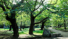 OMIYA GREEN 大宮公園・氷川神社の杜を庭に